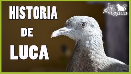 RESCATANDO UNA TORCAZ DE LA CALLE | PICHÓN DÉBIL | LOS PRIMEROS DÍAS EN CASA  Y SUS CUIDADOS 1/2