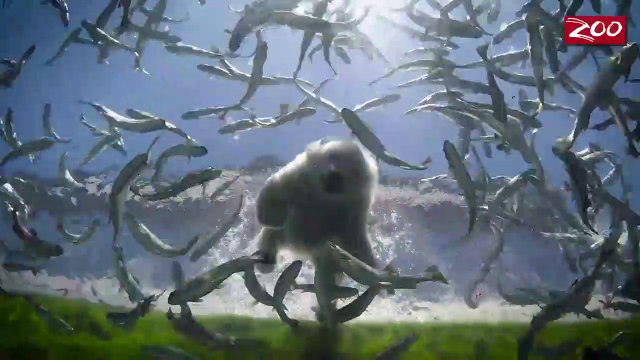 Cet ourson polaire apprend à pecher et c'est pas facile