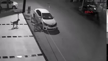 12 Tigers Attack A Car And Kills Brutally.