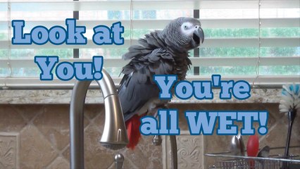 Parrot tells owner to take a shower, makes hilarious comment