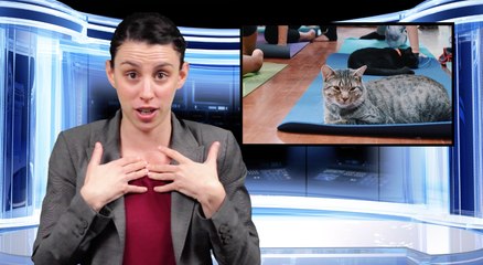 Bad News: Cat Yoga Is A Thing