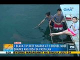 Fun and close encounter with friendly sea creatures in Subic | Unang Hirit