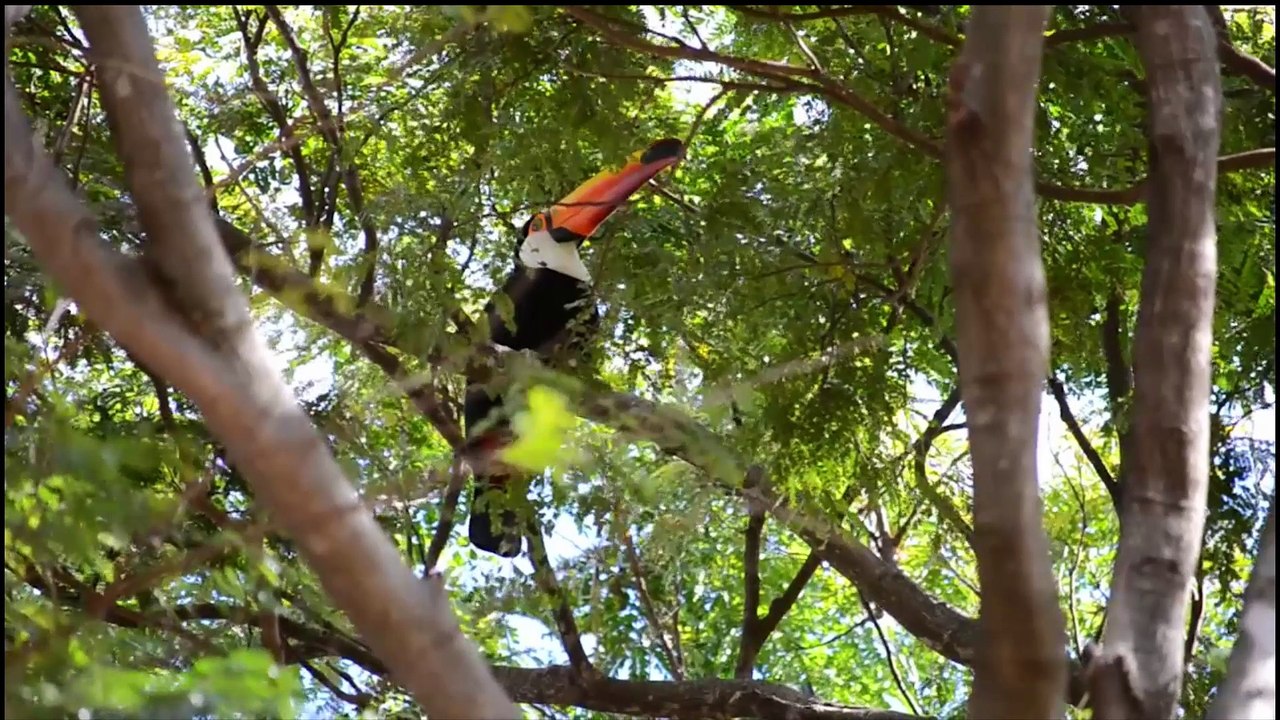 Bird - Marcelo Borba