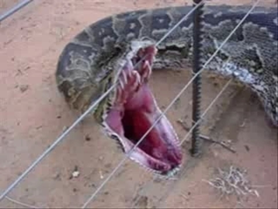 Biggest Snakes in the World, Man Eaters,Anacondas,Pythons