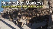 Hundreds of Monkeys in Monkey Mountain Takiab Hill Hua Hin