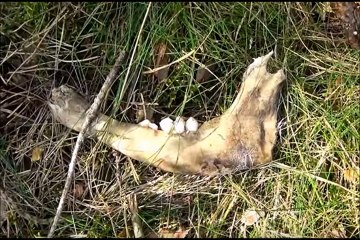 Unerklärliche Tier Verstümmelungen durch Aliens