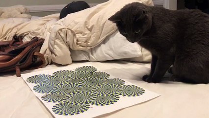 Un chat hypnotisé par une illusion d'optique