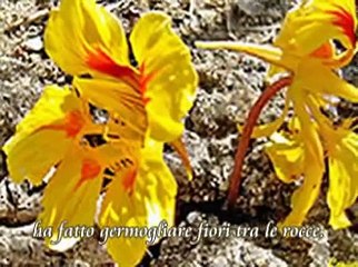 Grandi cose - Gen Rosso