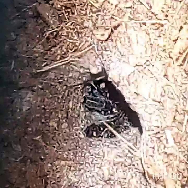 Ceratogyrus marshalli jump out