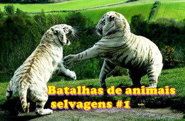 BATALHA ANIMAL, CHIMPANZÉ VS CHIMPANZÉ, TIGRE VS TIGRE