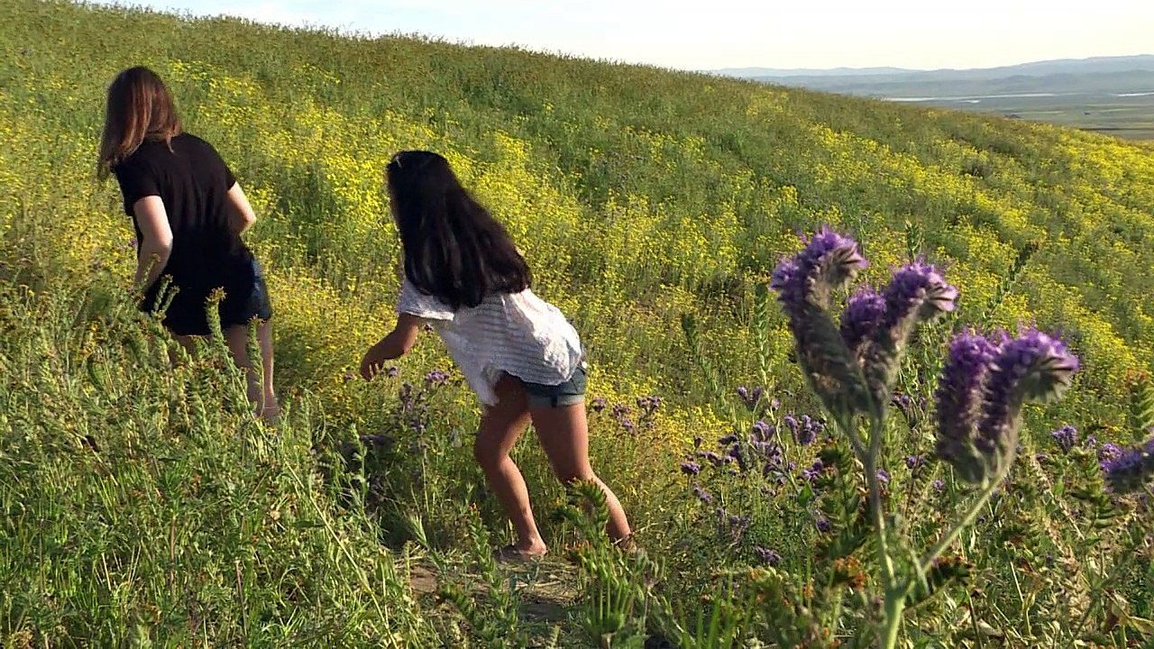 California's 'super bloom' draws scores of tourists