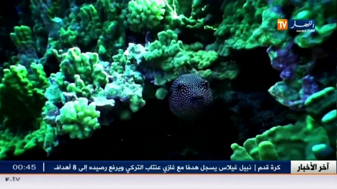 روبوتاج...الطحالب مصدر غذائي وصحي متكامل