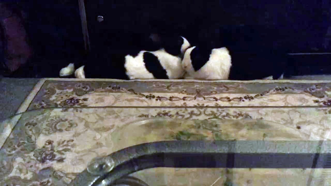 trim.E40DD4F5-90D7-4E5E-B531-DFAD1B6CE20B Jasper and Daisy