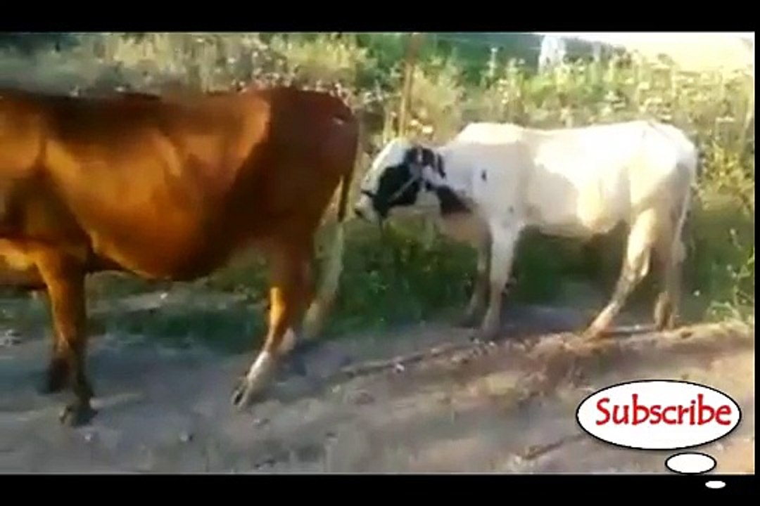 Best Funny Video collection 2017
