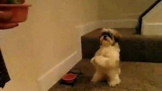Dog Prays Before Eating Dinner/Funny dog video/Chien prie avant de manger le dîner