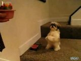 Dog Prays Before Eating Dinner/Funny dog video/Chien prie avant de manger le dîner