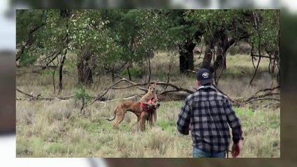 Man Fight Kangaroo Punches In His Face  Rescue His Dog