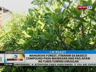 Mangrove forest, itinanim sa Baseco Compound para maiwasan ang pag-apaw ng tubig tuwing umuulan