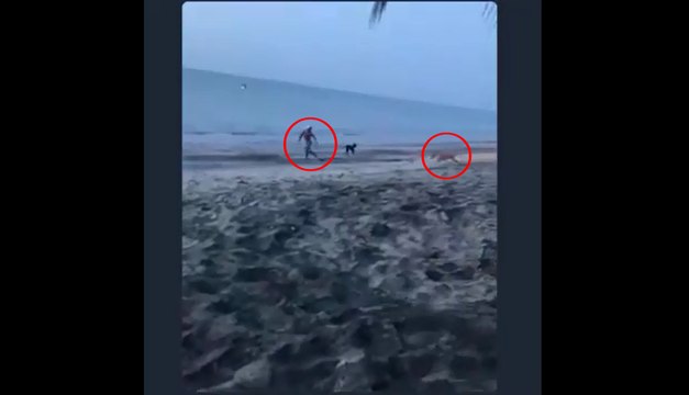 Cet homme a tenté d'embêter un chien et va le regretter.