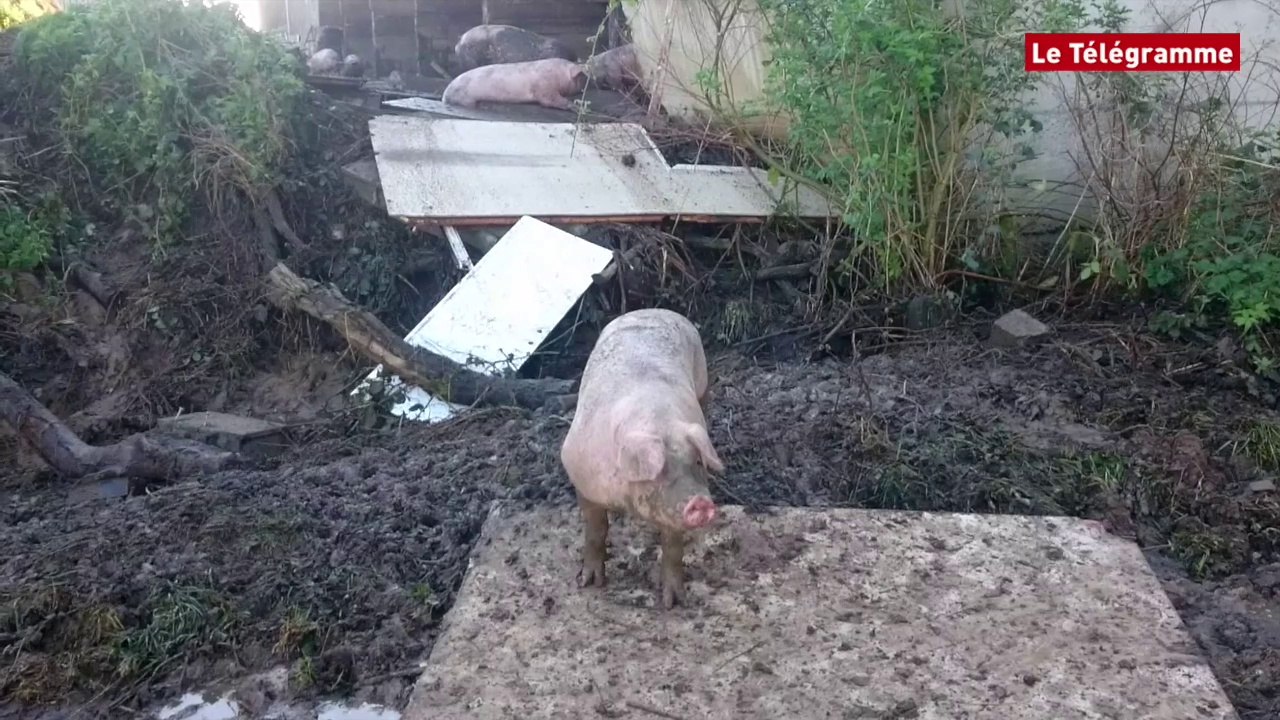 Pédernec. Un mur de porcherie cède : des cochons en vadrouille