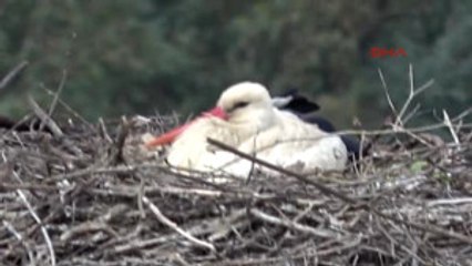 Muğla Akçapınar'a Sezonun Ilk Leylekleri Geldi