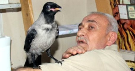 Kayıp Kargası 'Çirkin'i Bulana 2 Bin Lira Para Ödülü Verecek