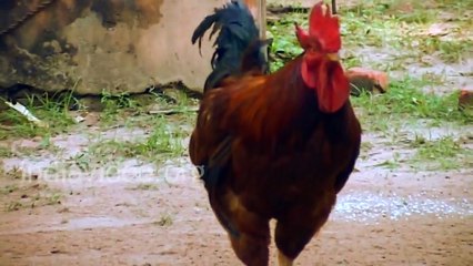 Amazing Football player Ever. Chicken playing football