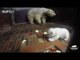 Table etiquette: Polar bear mother set some ground rules for charming bear cub