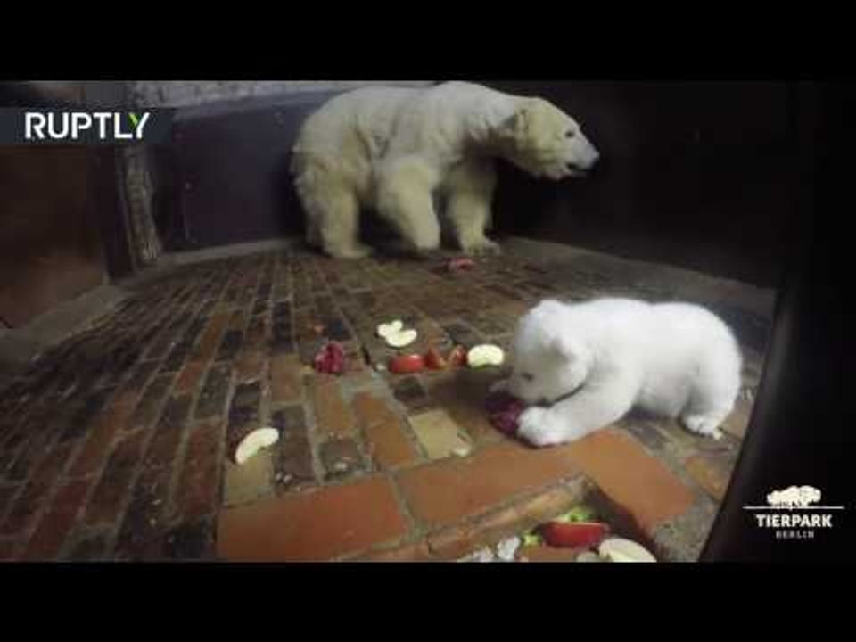 Table etiquette: Polar bear mother set some ground rules for charming bear cub
