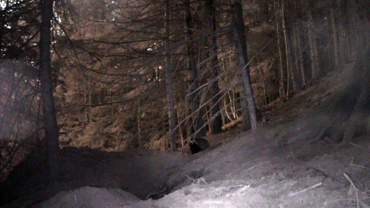 Retour de la nuit de chasse au petit matin