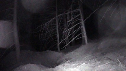 MOVI0165 - Mulots en folie