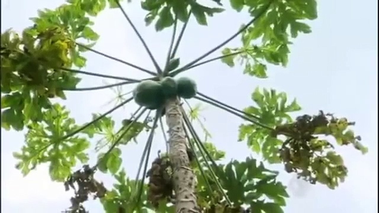 como curar a calvicie sem grandes gastos