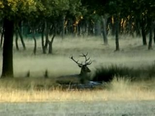 Ciervo se Baña en monte el Viejo 23-9-07