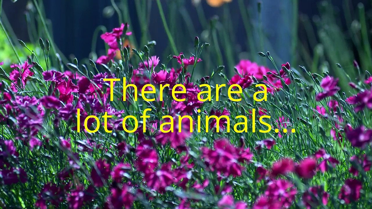 animals video 2min.