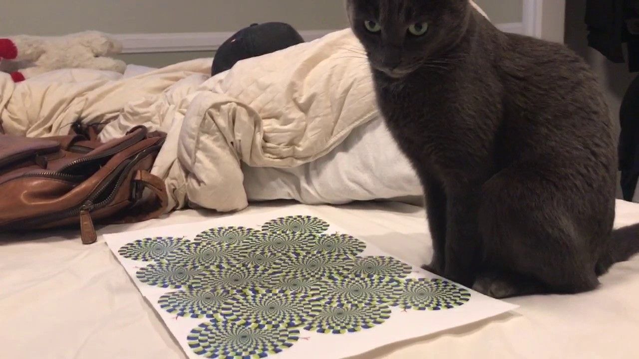 Un chat devant une illusion d'optique