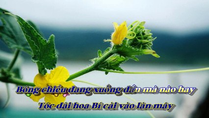 [Karaoke] MÀU HOA BÍ - Võ Đông Điền (Giọng Nam)