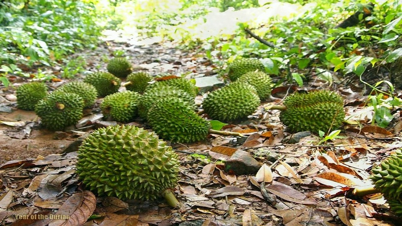 Durian