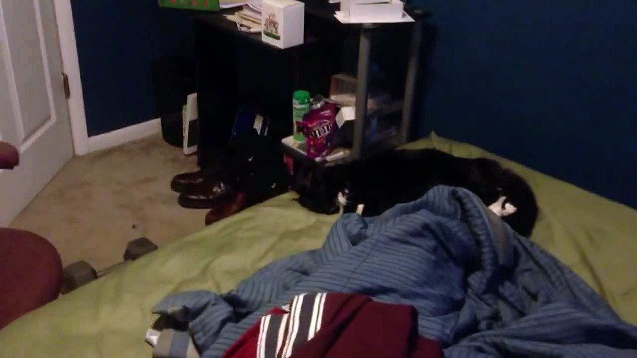 Réveiller un chat avec un pétard