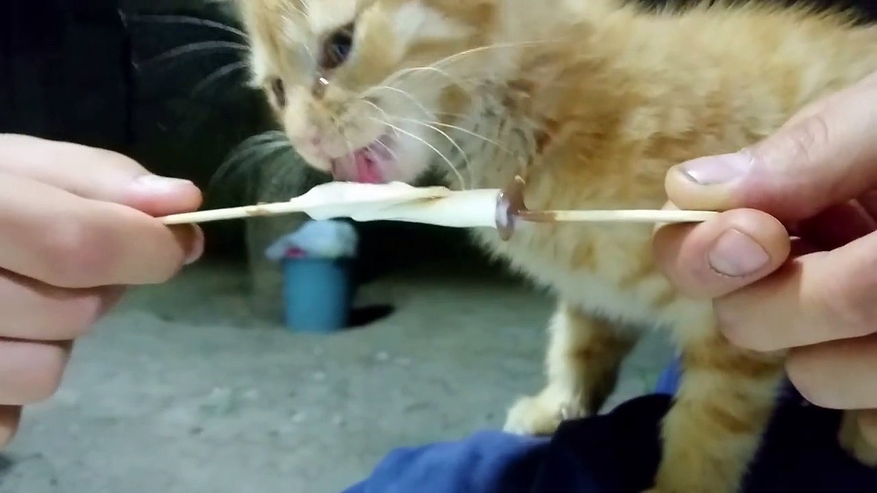 Dondurma yemek için ağlayan kedi gördünüzmü işte sevimli kadicik