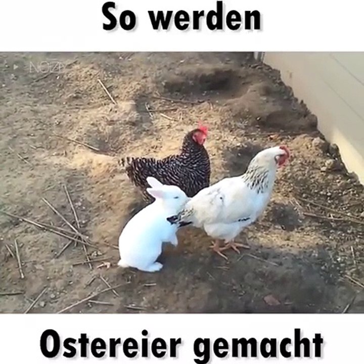 Rammler auf Huhn