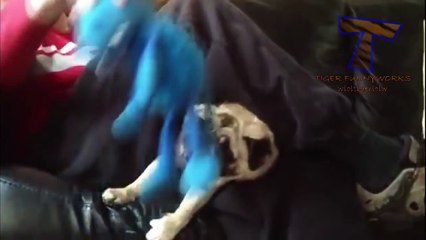 Dogs making funny faces - Funny and cute dog compilation