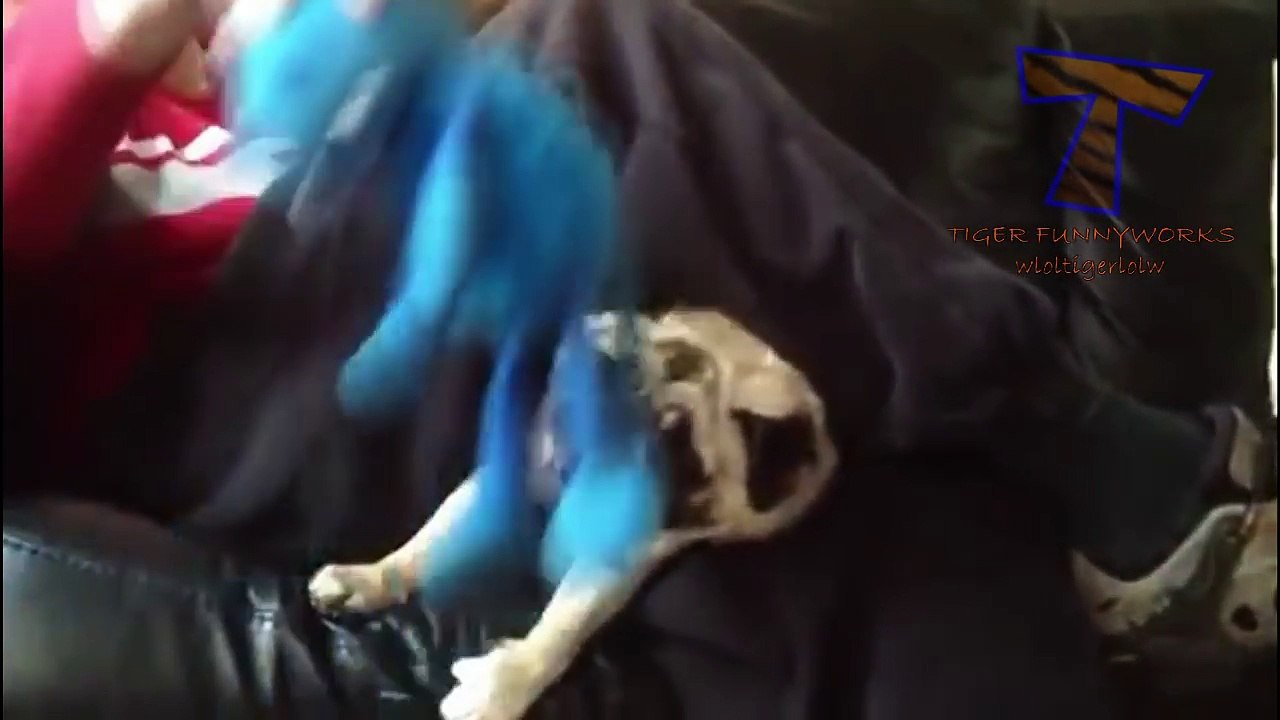 Dogs making funny faces - Funny and cute dog compilation