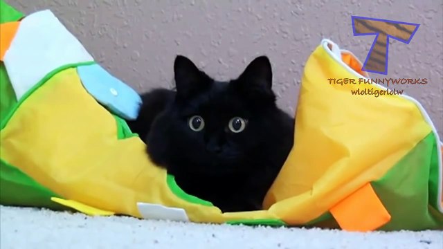 Cats and dogs with big cute eyes - Funny and cute animal compilation
