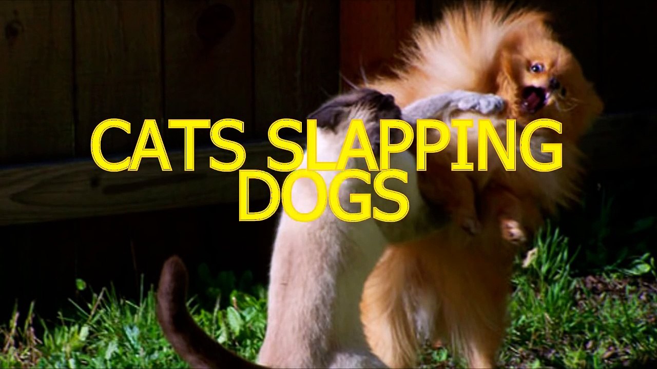 Cats slapping and punching dogs - Funny cat & dog compilation