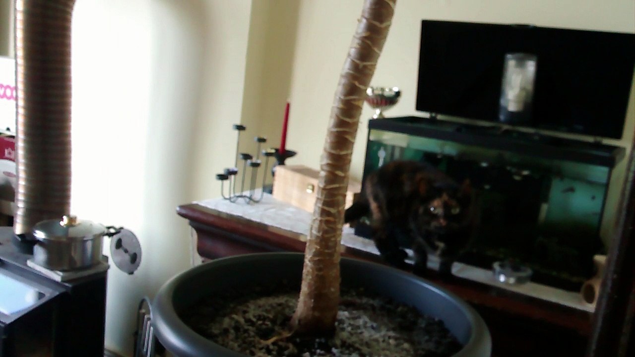 Prissy - Acquarium et Léo - Mon chat boit dans l'aquarium !!!