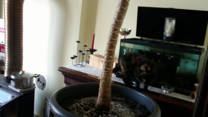 Prissy - Acquarium et Léo - Mon chat boit dans l'aquarium !!!