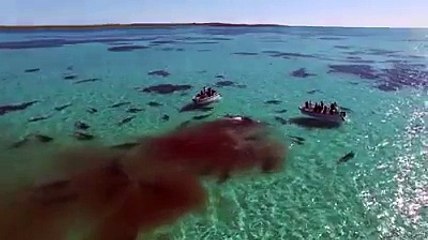 Une meute de requins attaque une baleine devant des touristes et la dévore en un temps record !