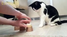 Époustouflant : ce chat parvient toujours à trouver la balle cachée !