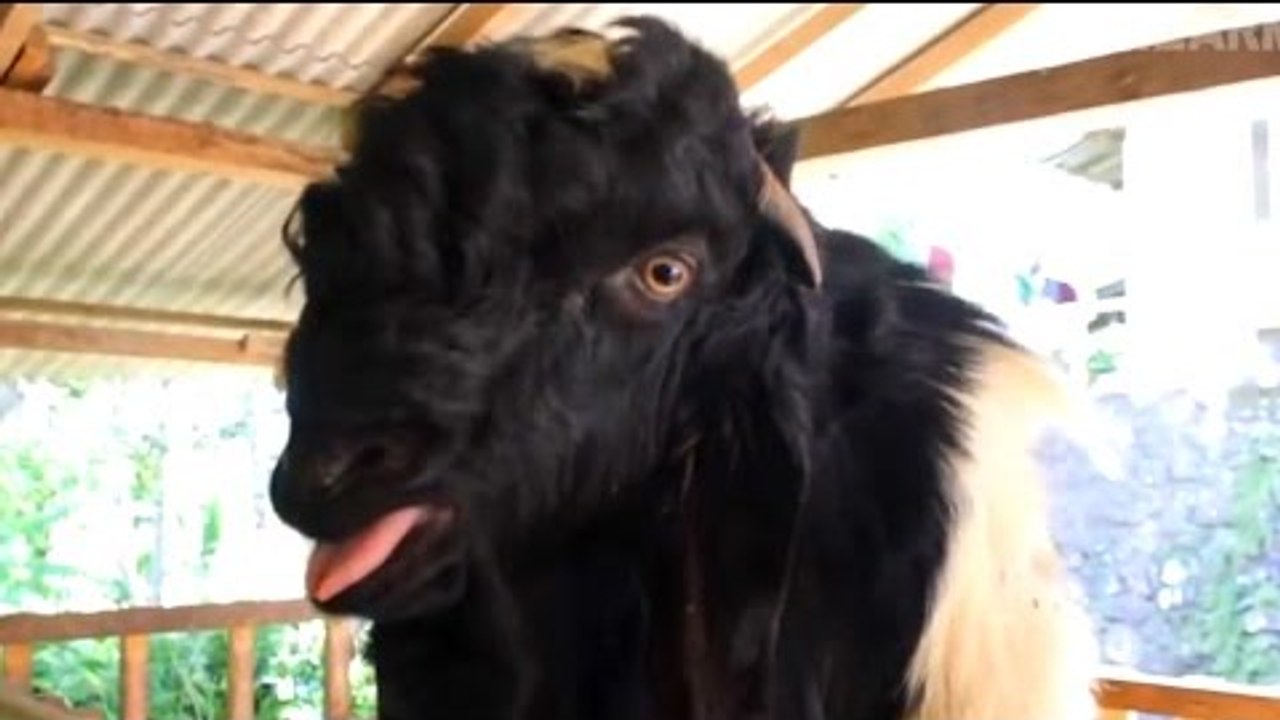 ESSAYEZ DE NE PAS RIRE SPECIAL CHEVRE (Tu vas mourir de rire)