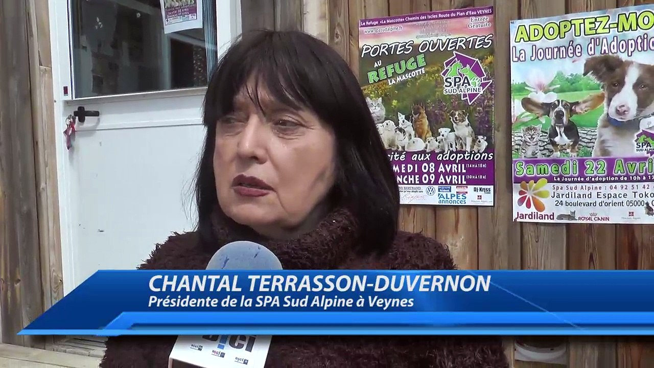 Hautes-Alpes : les animaux de la SPA Sud Alpine en attente d'adoption